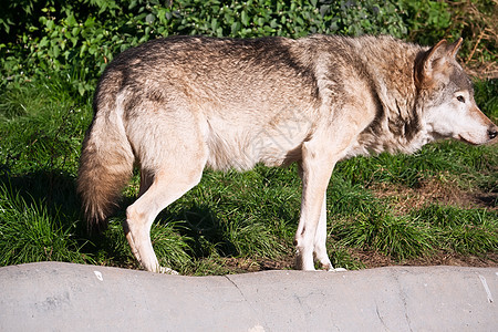 狼动物野生动物食肉捕食者危险灰色犬类毛皮狼疮猎人图片