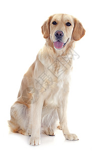 金毛猎犬猎狗工作室棕色宠物动物小狗棕褐色猎犬犬类图片