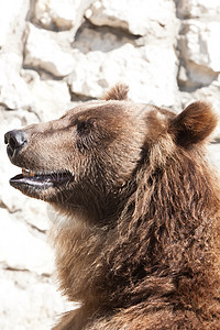 熊爪子男性动物力量牙齿野生动物动物园哺乳动物危险毛皮图片