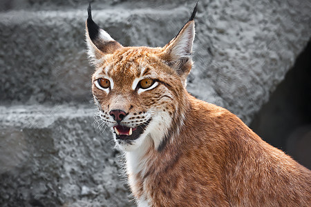 Lynx 林克动物动物园野猫荒野食肉外套危险野生动物哺乳动物捕食者图片