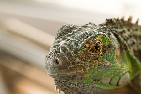 Iguana 眼睛荒野热带爬虫宠物野生动物宏观皮肤鬣蜥爬行动物脊椎动物图片