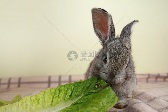 灰兔白色农业灰色野兔生菜宠物乐趣荒野毛皮动物图片