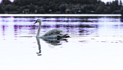 孤单的天鹅反射紫丁香太阳野生动物鸟类游泳海浪翅膀池塘日落图片