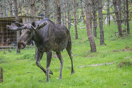 野生生物公园中的驼鹿国家公园荒野风景哺乳动物毛皮草地场地喇叭牛角图片
