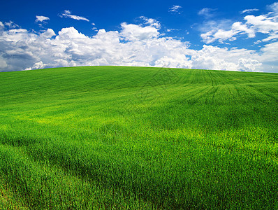 绿绿地植物牧场土地地平线草地生长场景国家蓝色农场图片