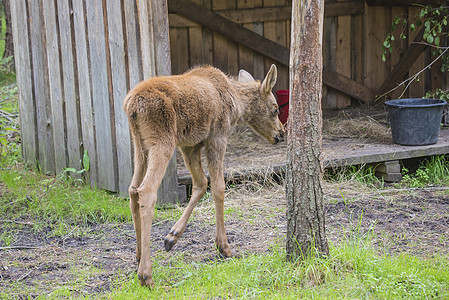 野生生物公园的驼鹿母幼崽哺乳动物食草公园风景草地国家毛皮荒野场地牛角图片