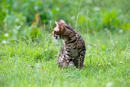 猫咪短发宠物太阳荒野哺乳动物胡须公园阳光动物头发图片