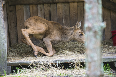 野生生物公园的驼鹿母幼崽公园鹿角哺乳动物毛皮牛角食草驼鹿风景喇叭荒野图片