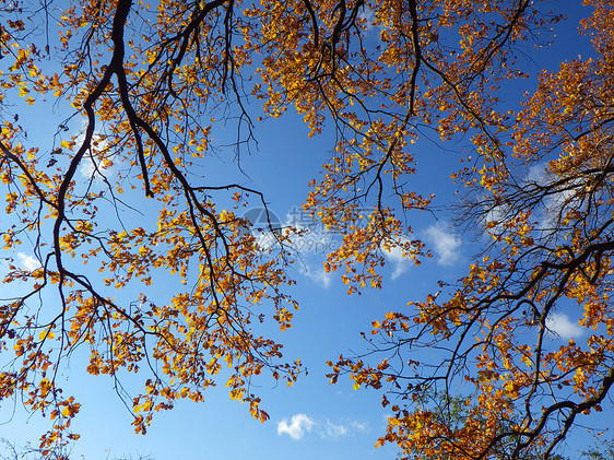 秋季背景乡村季节叶子树木太阳晴天环境红色植物阳光图片
