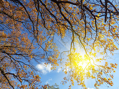 秋季背景晴天叶子橙子棕色公园植物乡村阳光红色黄色图片