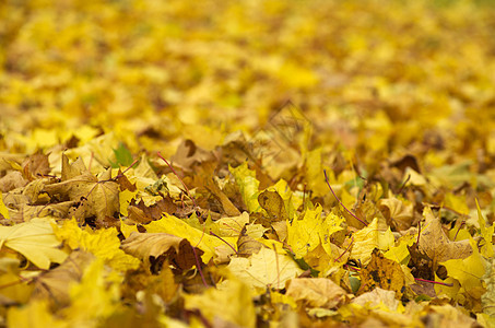 秋季假期活力黄色季节阳光环境绿色叶子树木棕色橙子图片