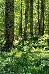 森林空地宗教精神风景荒野林地树木绿色阳光植物图片