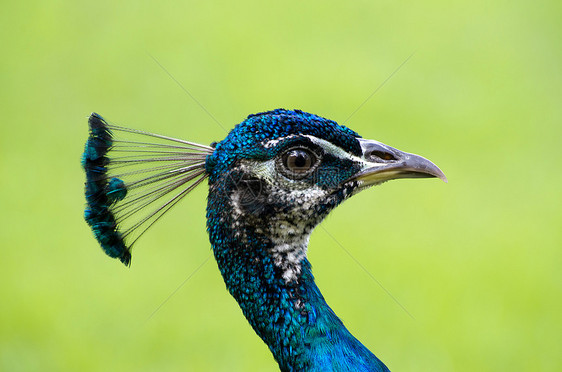 孔雀仪式蓝色活力脖子跳舞公鸡男性绿色展览野生动物图片