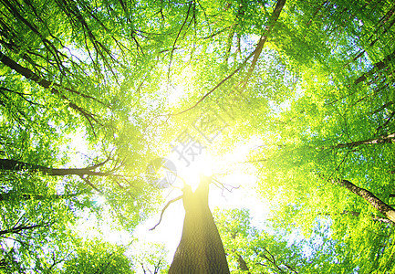 自然森林宗教林地风景薄雾荒野阳光活力植物精神图片