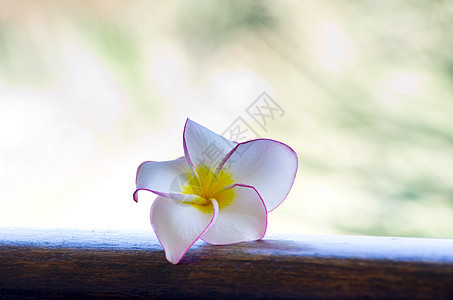 弗朗比帕尼花朵公园温泉花园热带季节植物美丽植物学鸡蛋花绿色图片