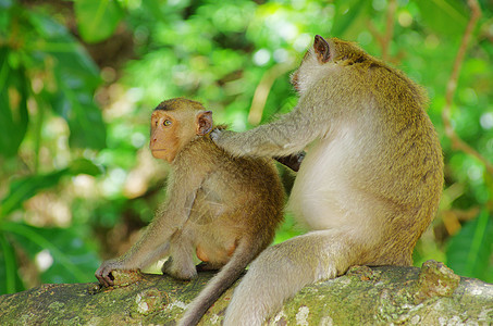 猴子猴动物群尾巴野生动物猕猴棕色动物丛林荒野灵长类异国图片