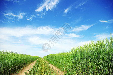 绿绿地场景牧场草原农场土地天气远景生长农业植物图片