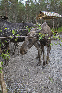 野生生物公园中的驼鹿草地场地公园森林动物风景荒野毛皮食草喇叭图片