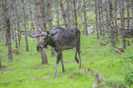 野生生物公园中的驼鹿公园森林国家哺乳动物草地风景鹿角食草场地喇叭图片