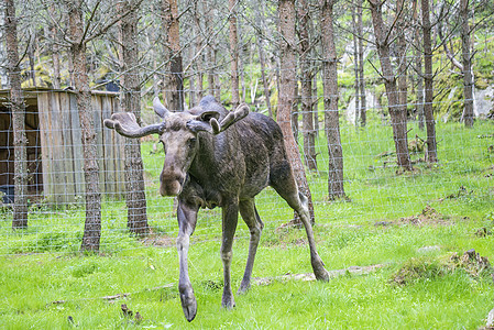 野生生物公园中的驼鹿动物棕色食草公园风景草地鹿角国家哺乳动物毛皮图片