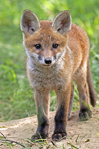 野外的年轻狐狸荒野野生动物动物打猎木头哺乳动物森林老鼠图片
