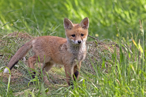 野外的年轻狐狸动物打猎木头老鼠荒野森林野生动物哺乳动物图片