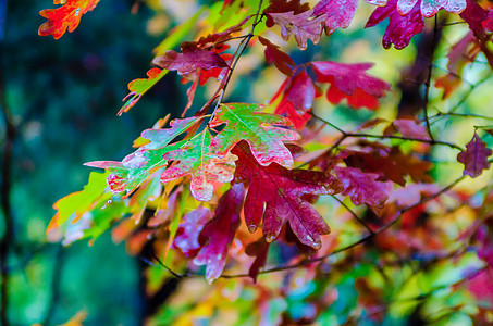 秋秋季颜色黄色限制树木丰满度落叶植物城市红色橙子背景图片