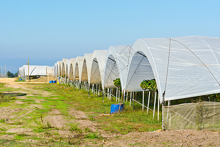 温室叶子种植园苗圃植物树苗地面蓝色国家农场园艺图片