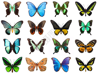 热带热带蝴蝶异国动物黑色宏观黄色翅膀活力野生动物橙子角翅目图片