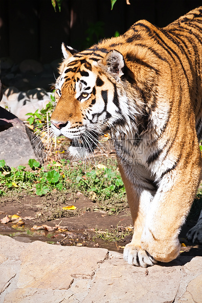 老虎野猫条纹丛林侵略动物园愤怒野生动物动物捕食者猎人图片