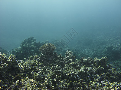 珊瑚礁海洋水晶阳光珊瑚热带气候海景水族馆生活蓝色图片