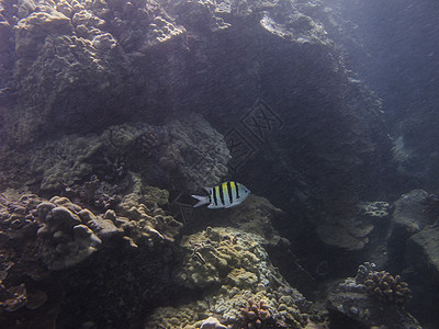 外科主要鱼类动物世界环境游泳娱乐勘探情调浮潜动物群生物图片