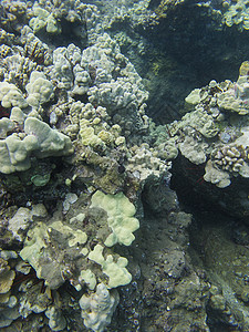 珊瑚礁水族馆生活海景珊瑚植物海洋异国野生动物情调岩石图片