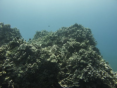 珊瑚礁水族馆盐水野生动物情调异国岩石海景生活潜水员气候图片