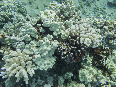 硬珊瑚海景动物群蓝色异国潜水员水族馆气候光束情调热带图片