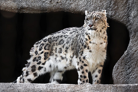 雪豹毛皮食肉濒危捕食者哺乳动物野生动物动物动物园白色豹属图片