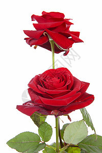 两朵红玫瑰在白底白色背景上被隔开背景图片