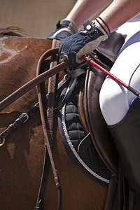 领西班牙纯种马 西班牙的马身长腰带马背驯服者庆典比赛配种竞赛教练活动手套图片