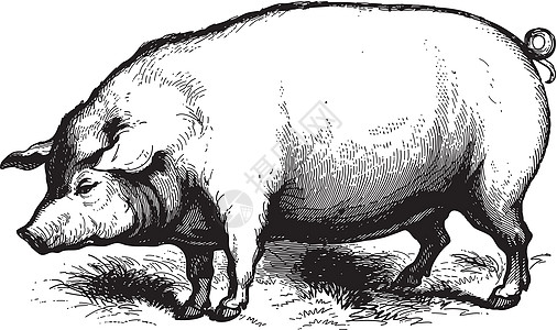 猪群农场艺术哺乳动物蚀刻时间绘画母猪家畜艺术品动物图片