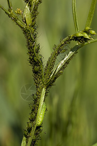 绿宏观绿色昆虫动物群植物动物害虫叶子图片
