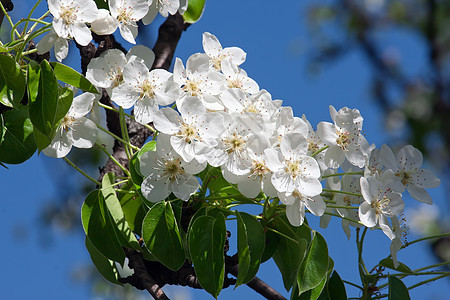 苹果花花绿色花园宏观天空白色花瓣果园生长叶子蓝色图片