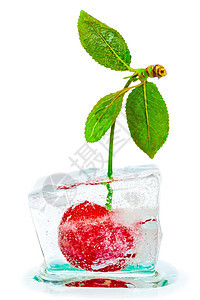 含绿叶的成熟樱桃 冰冻在冰块里图片