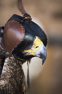 哈利的鹰鸟棕色猎物皮革黑色野生动物猎鹰单环力量羽毛动物图片
