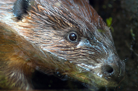 极端动物特写海狸头部夜间半水生轮图片