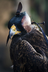 哈利的鹰鸟猎物兜帽猎鹰野生动物皮革棕色食肉羽毛单环动物图片