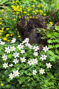春天的花朵在Celandine小菜中图片