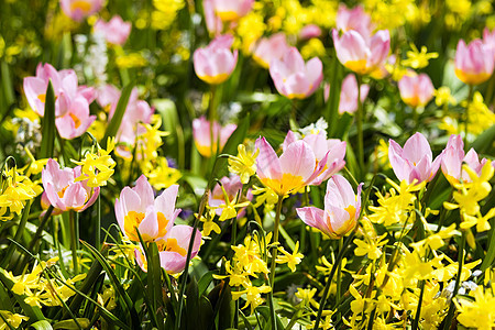 春天有多姿多彩的小郁金香和水仙图片