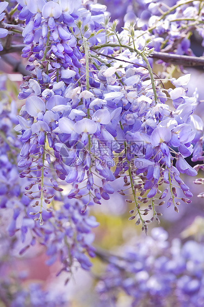 春花的威斯特西雅罪孽花朵植物衬套蓝色凉棚登山者紫色植物群季节下雨图片
