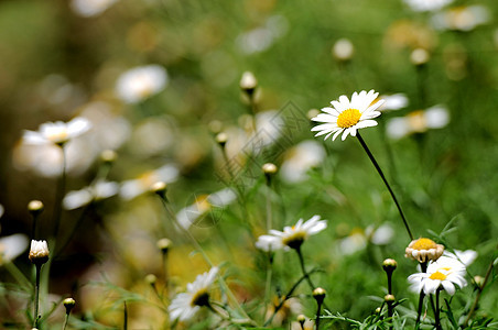 白彩花花晴天花园草地太阳天气郁金香植物学公园蓝色花束图片