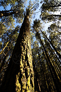 相当高的松木林蓝色松树阳光树干树木公园季节绿色生长植物背景图片